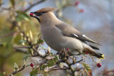 Waxwing 